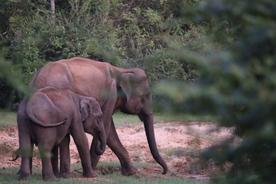 Bundala National Park