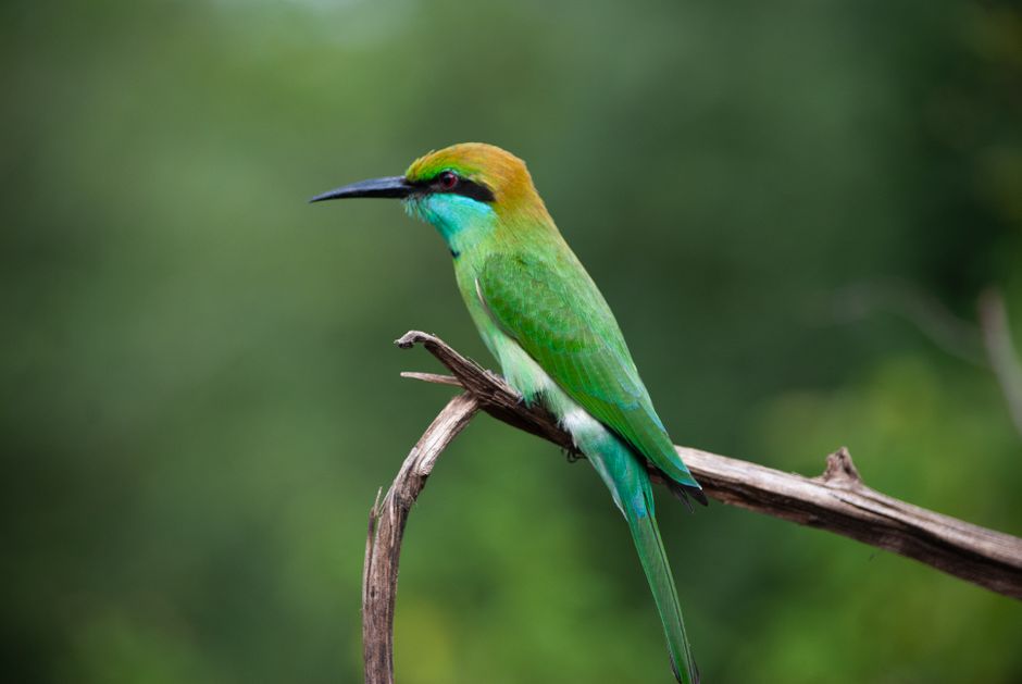Kumana National Park