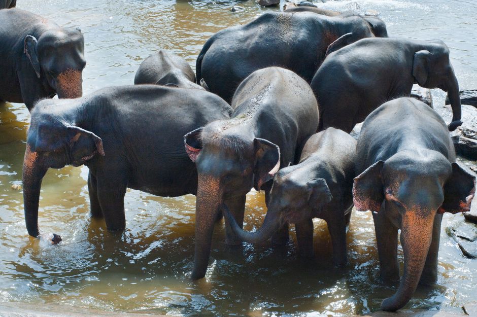 Pinnawala