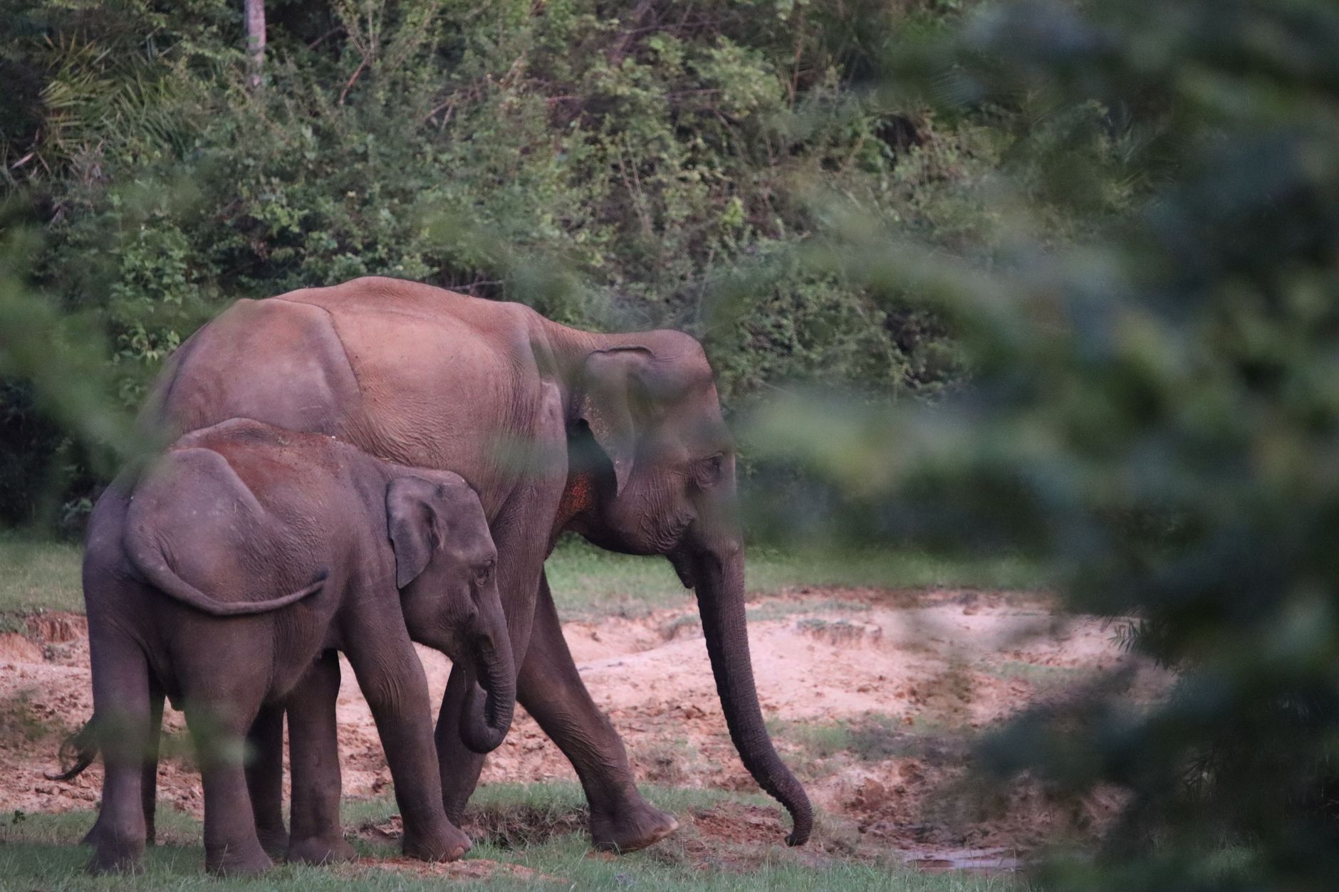 Minneriya / Kaudulla Elephant Safari