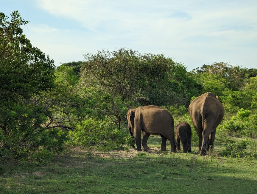 Yala National Park